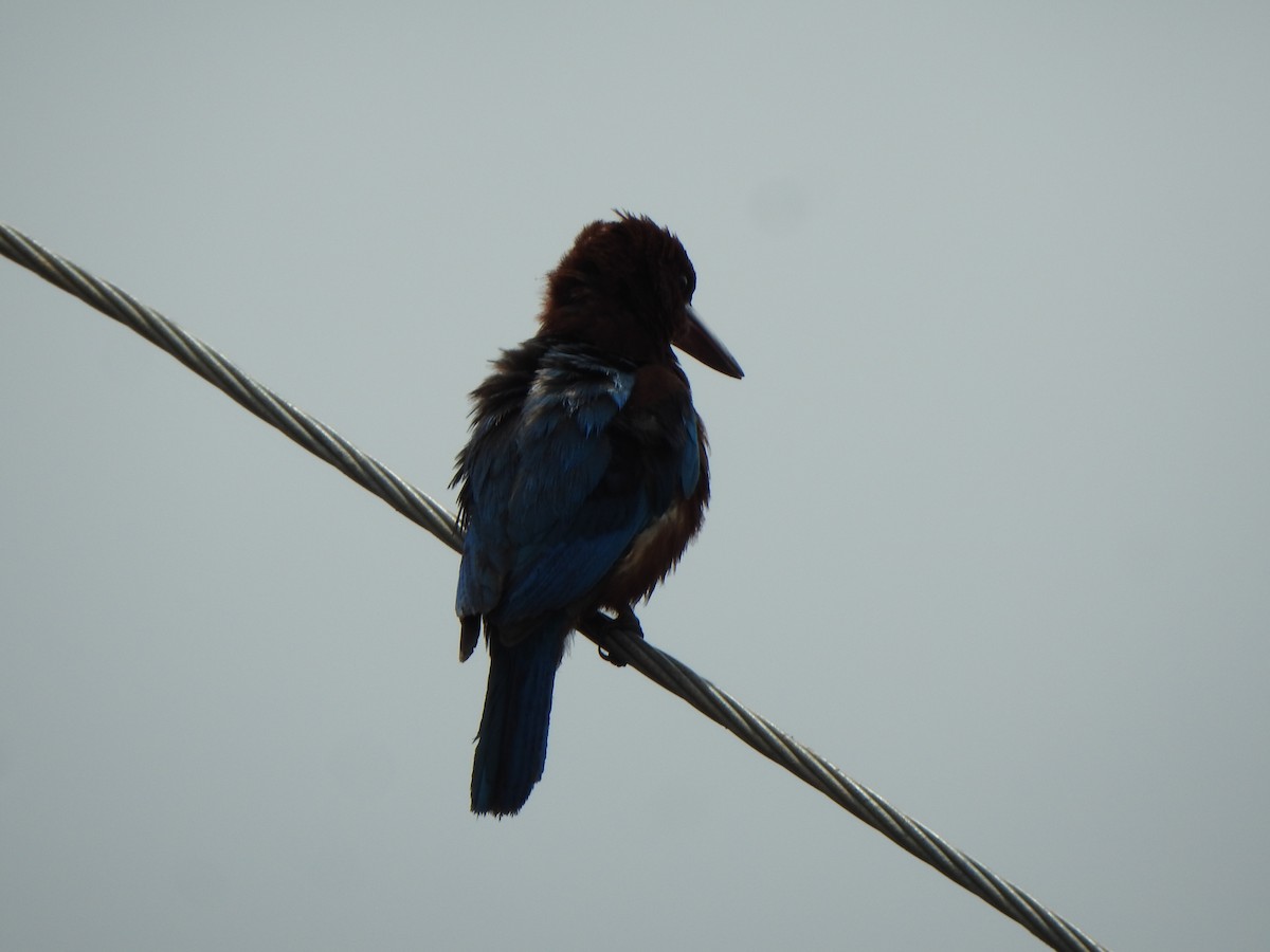 White-throated Kingfisher - ML621833576