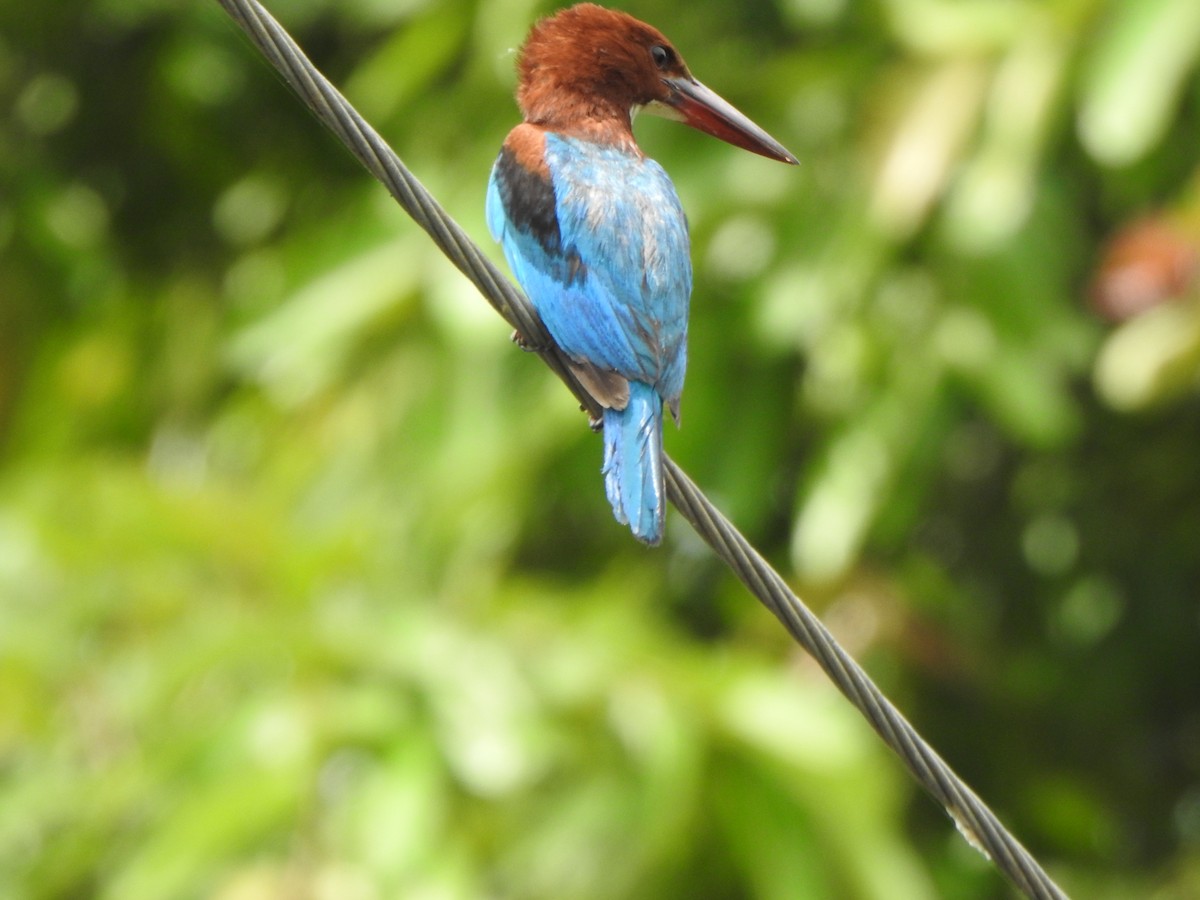 White-throated Kingfisher - ML621833577