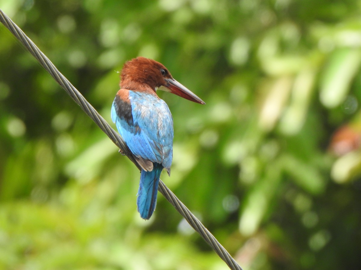 White-throated Kingfisher - ML621833579