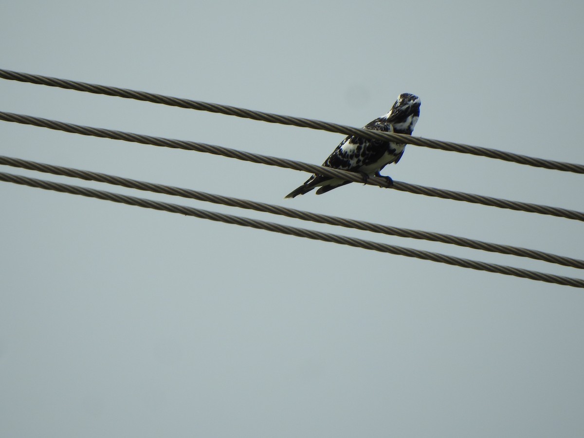 Pied Kingfisher - ML621833584