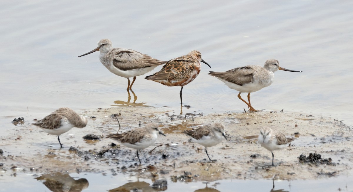 Terek Sandpiper - ML621833586