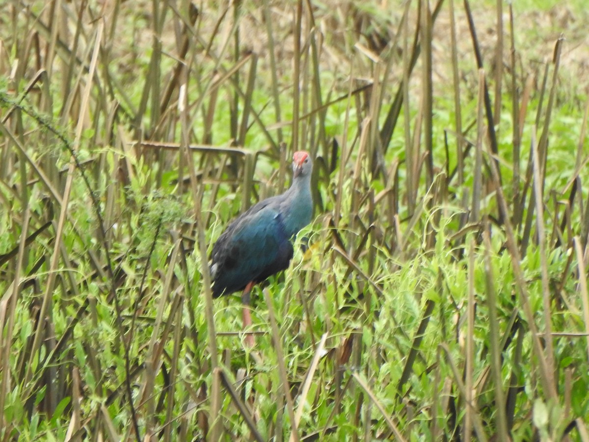 Gray-headed Swamphen - ML621833587