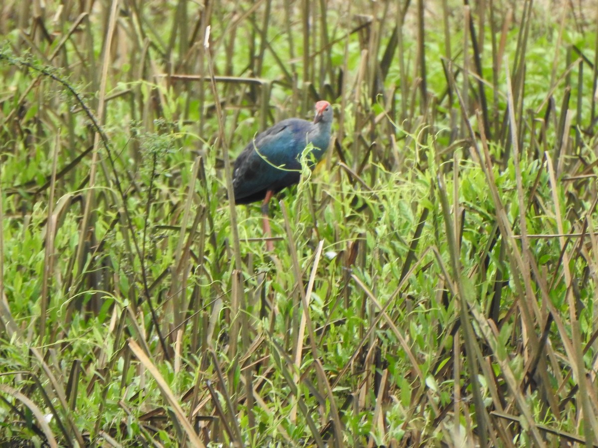 Gray-headed Swamphen - ML621833588