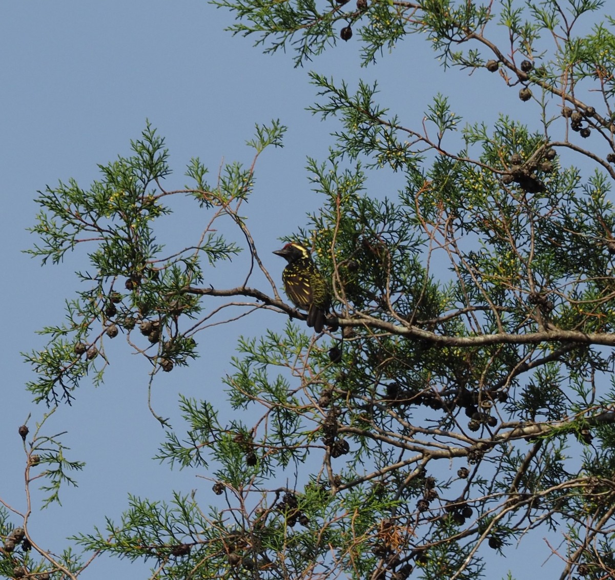 Yellow-spotted Barbet - ML621833617