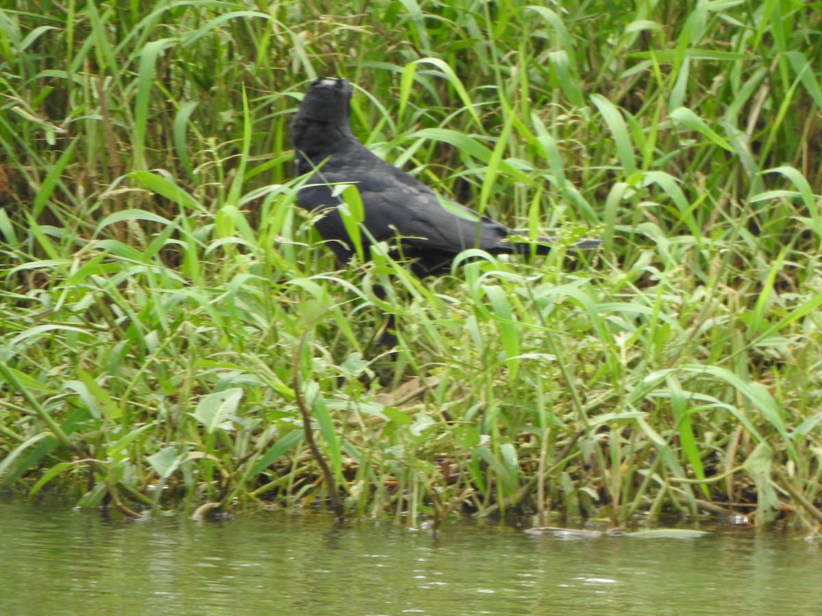 Large-billed Crow - ML621833619