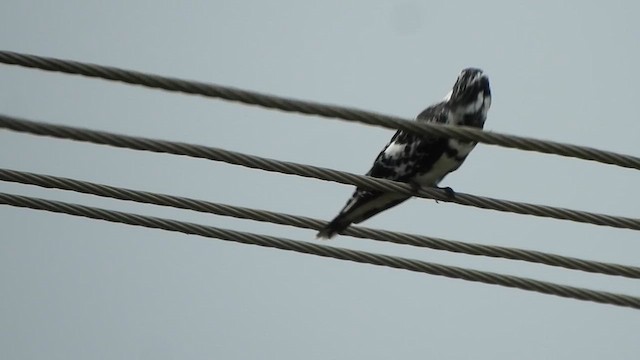 Pied Kingfisher - ML621833622