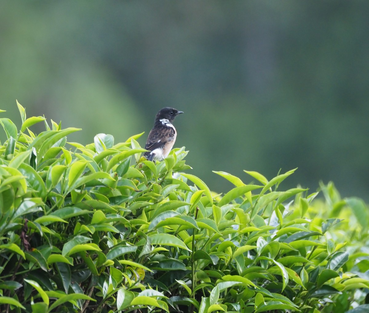 African Stonechat (African) - ML621833624