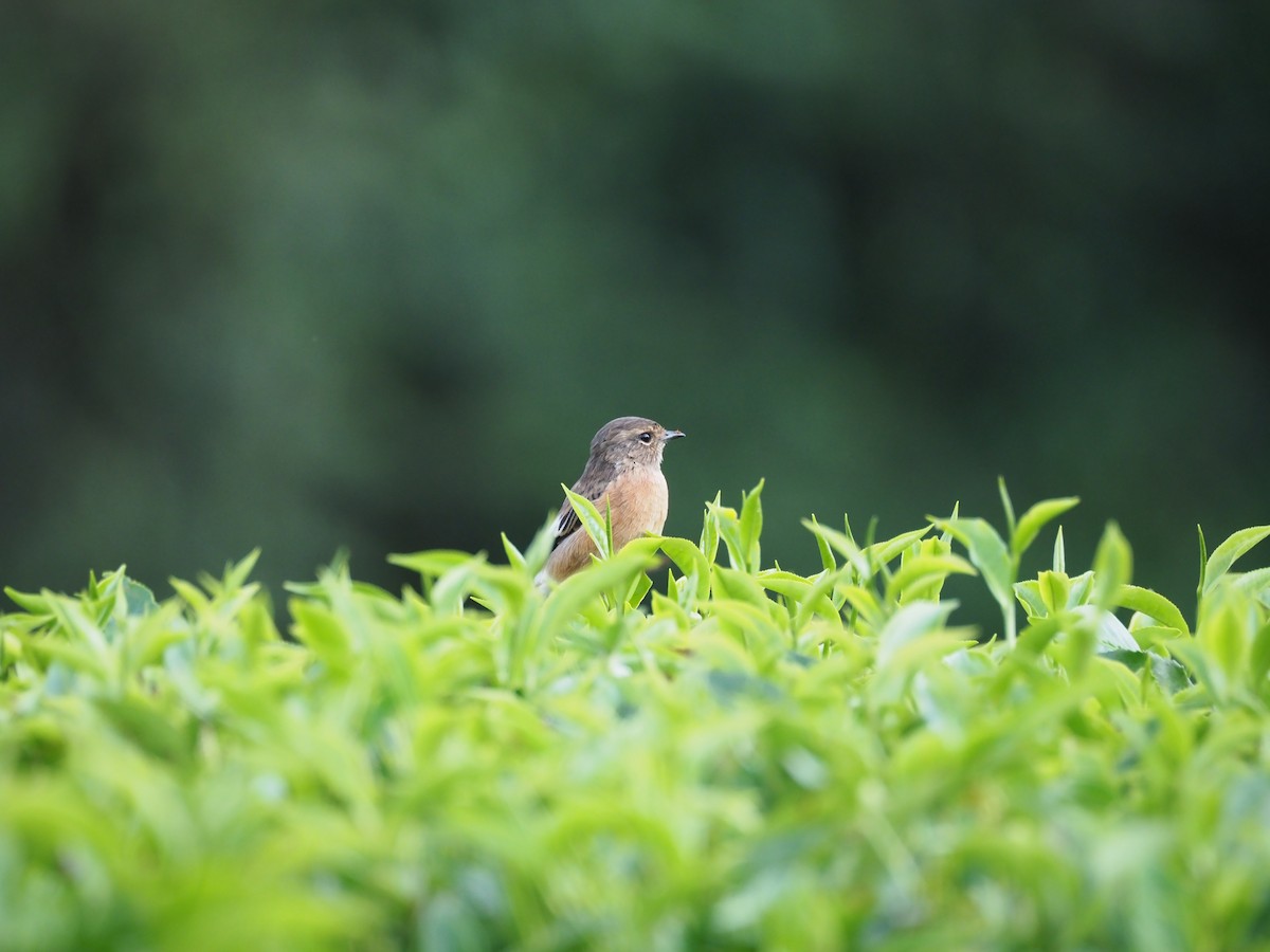 African Stonechat (African) - ML621833625