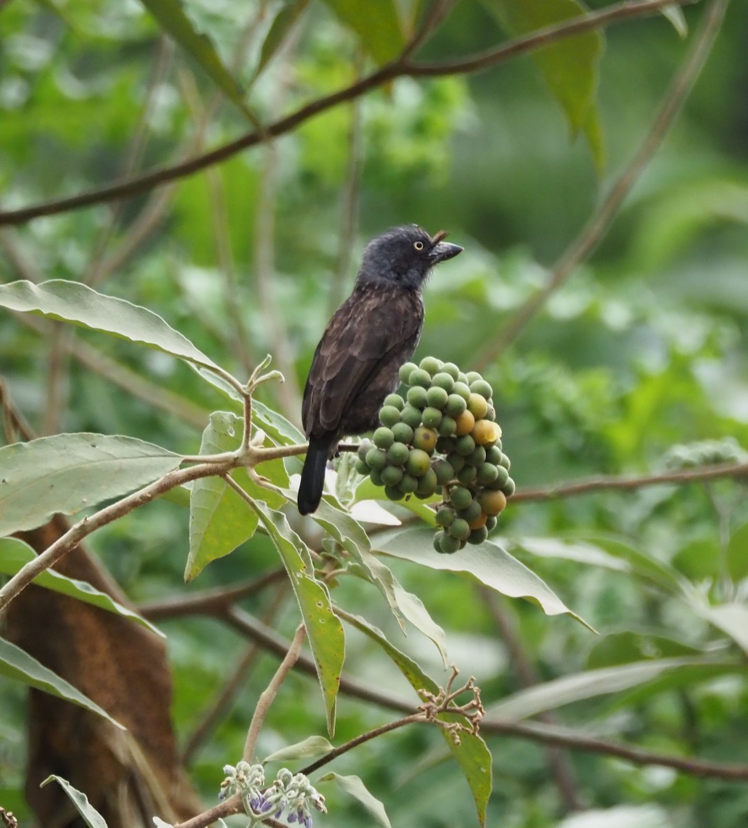 Gray-throated Barbet (Gray-headed) - ML621833652