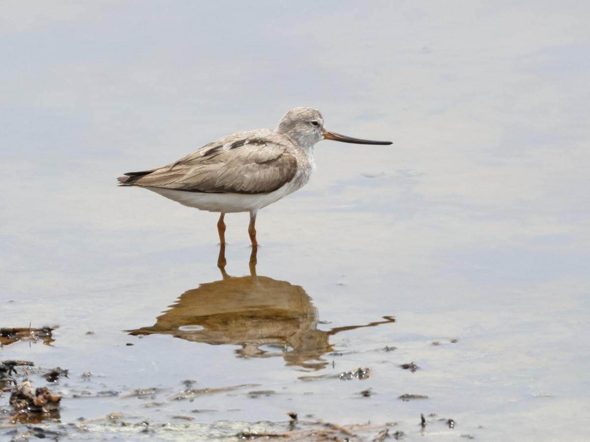 Terek Sandpiper - ML621833658