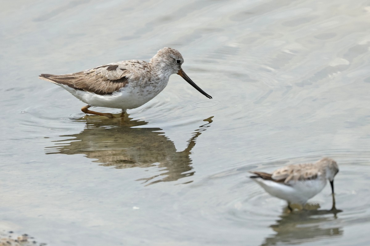 Terek Sandpiper - ML621833659