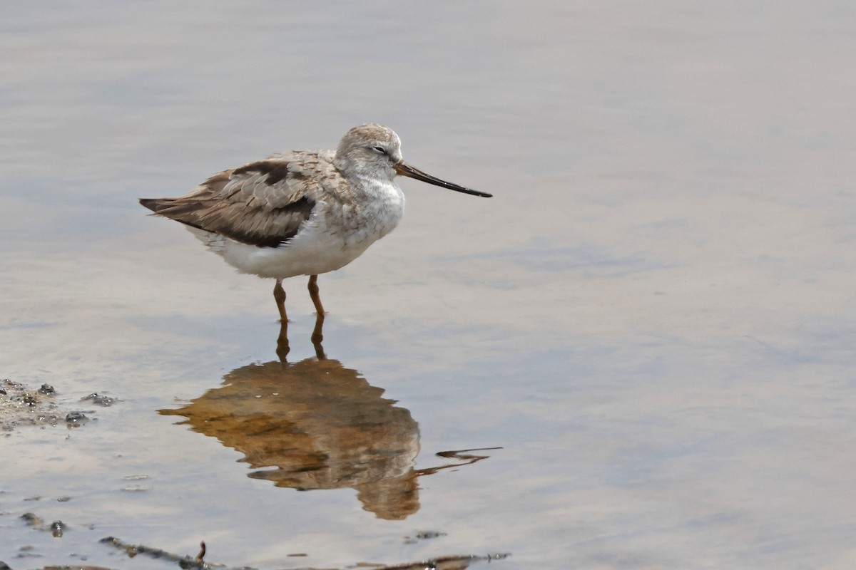 Terek Sandpiper - ML621833660