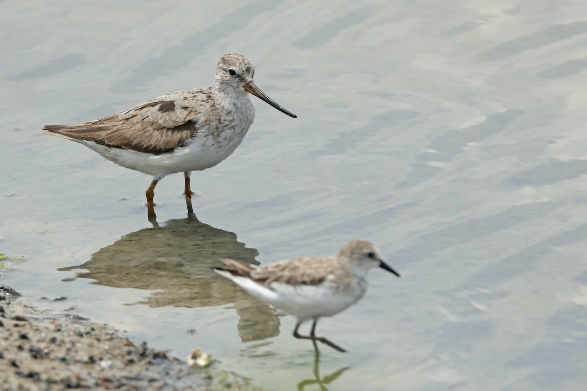 Terek Sandpiper - ML621833661