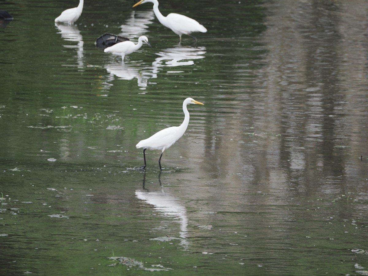 Medium Egret - ML621833751