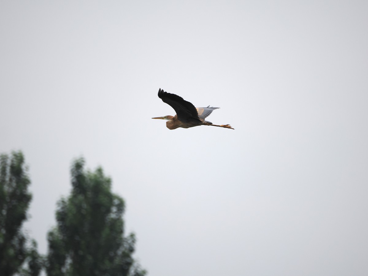 Purple Heron - ML621833756