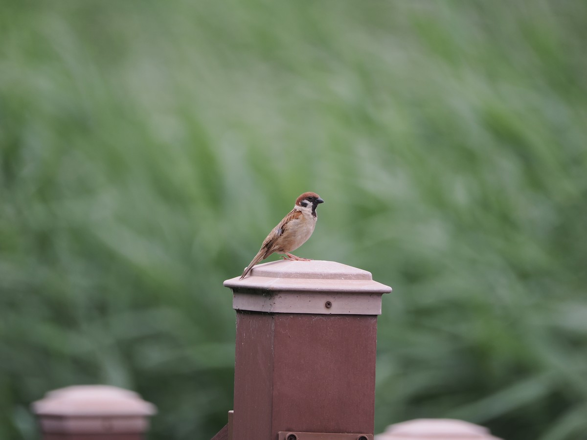 Eurasian Tree Sparrow - ML621833788