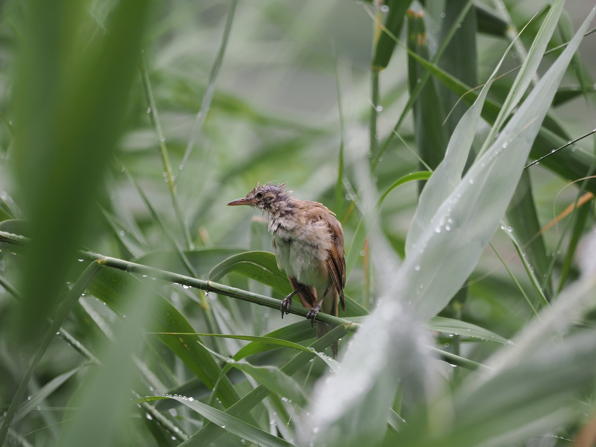 Oriental Reed Warbler - ML621833804