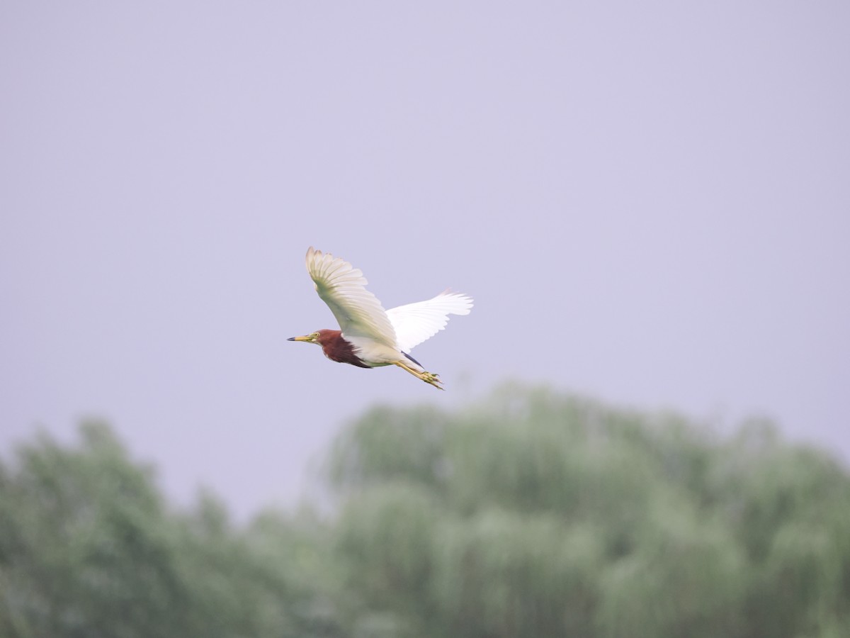 Chinese Pond-Heron - ML621833834