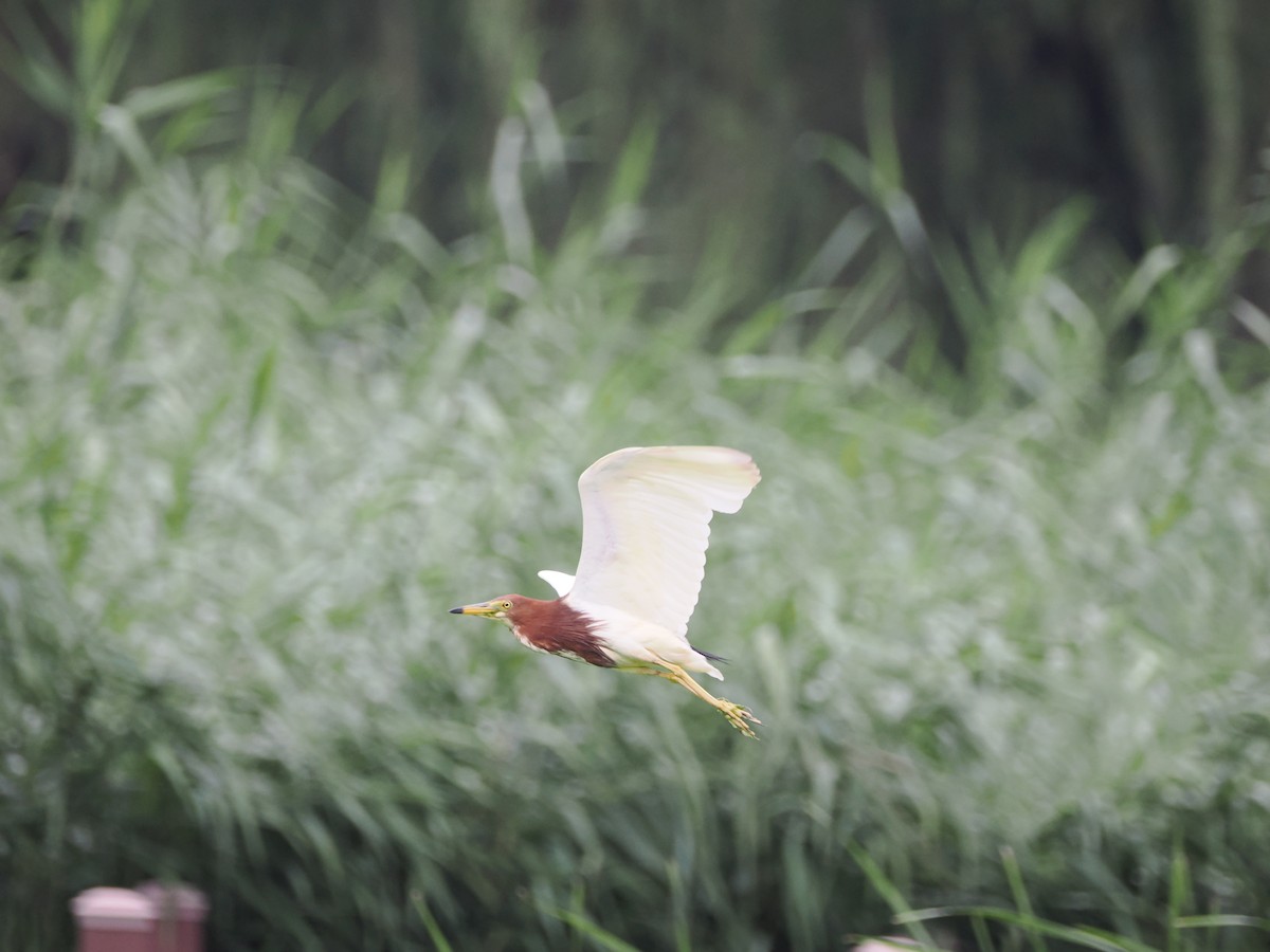 Chinese Pond-Heron - ML621833835