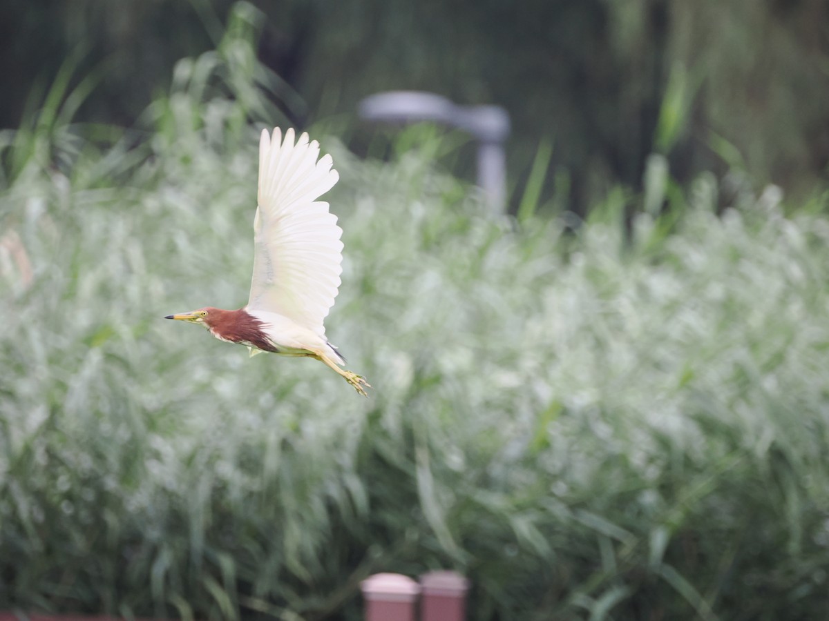 Chinese Pond-Heron - ML621833837