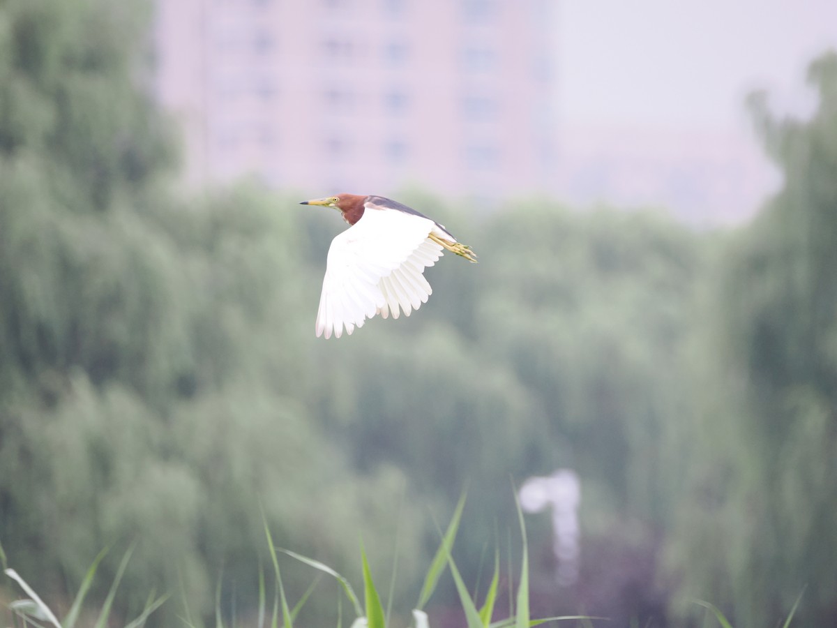 Chinese Pond-Heron - ML621833839