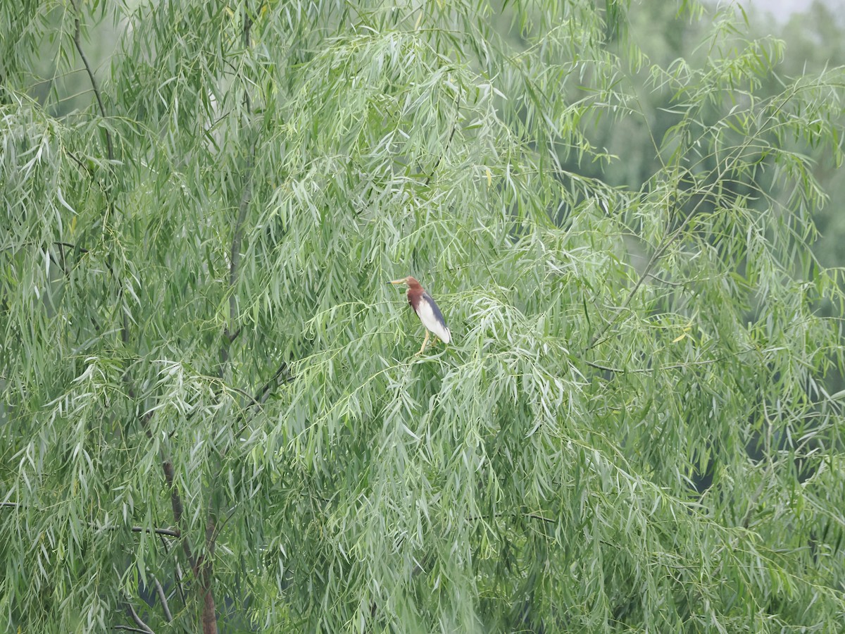 Chinese Pond-Heron - ML621833843