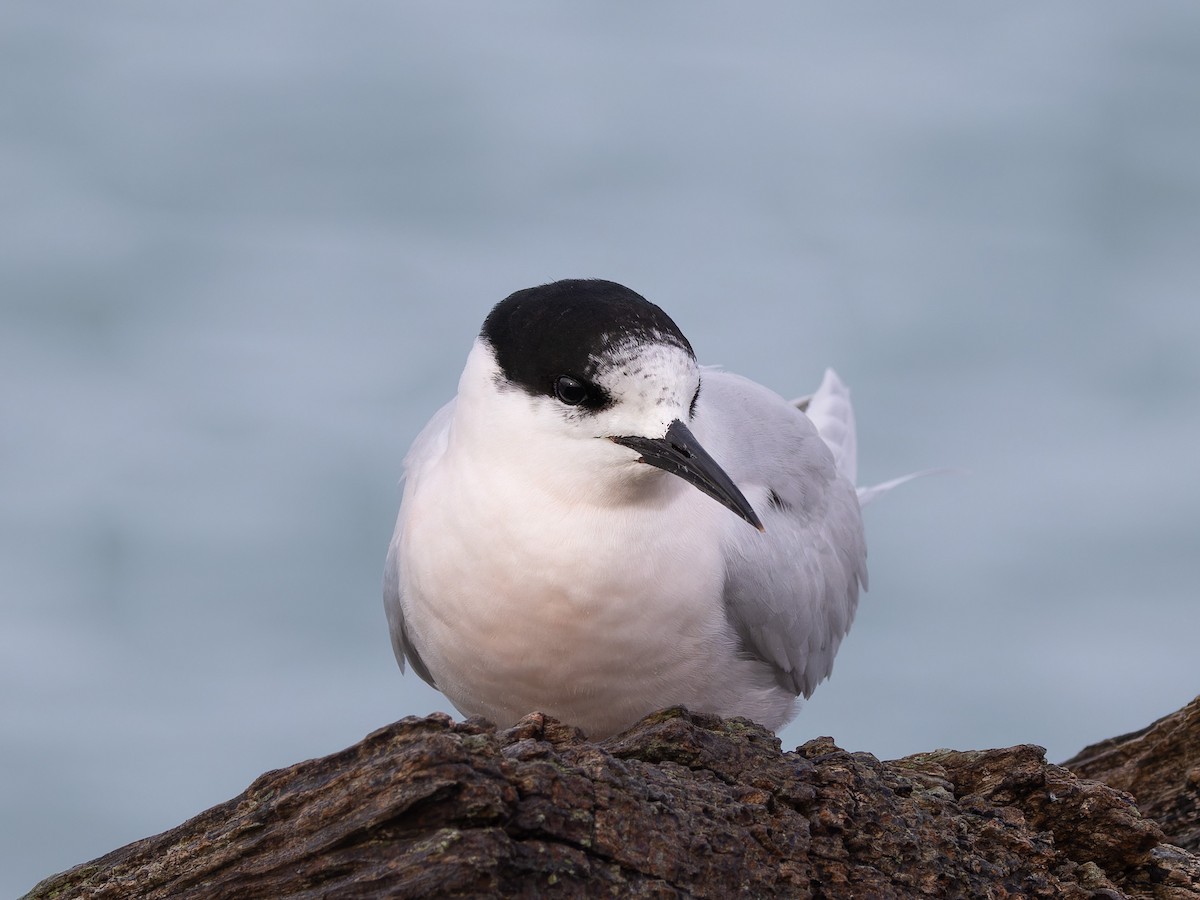 White-fronted Tern - ML621833845
