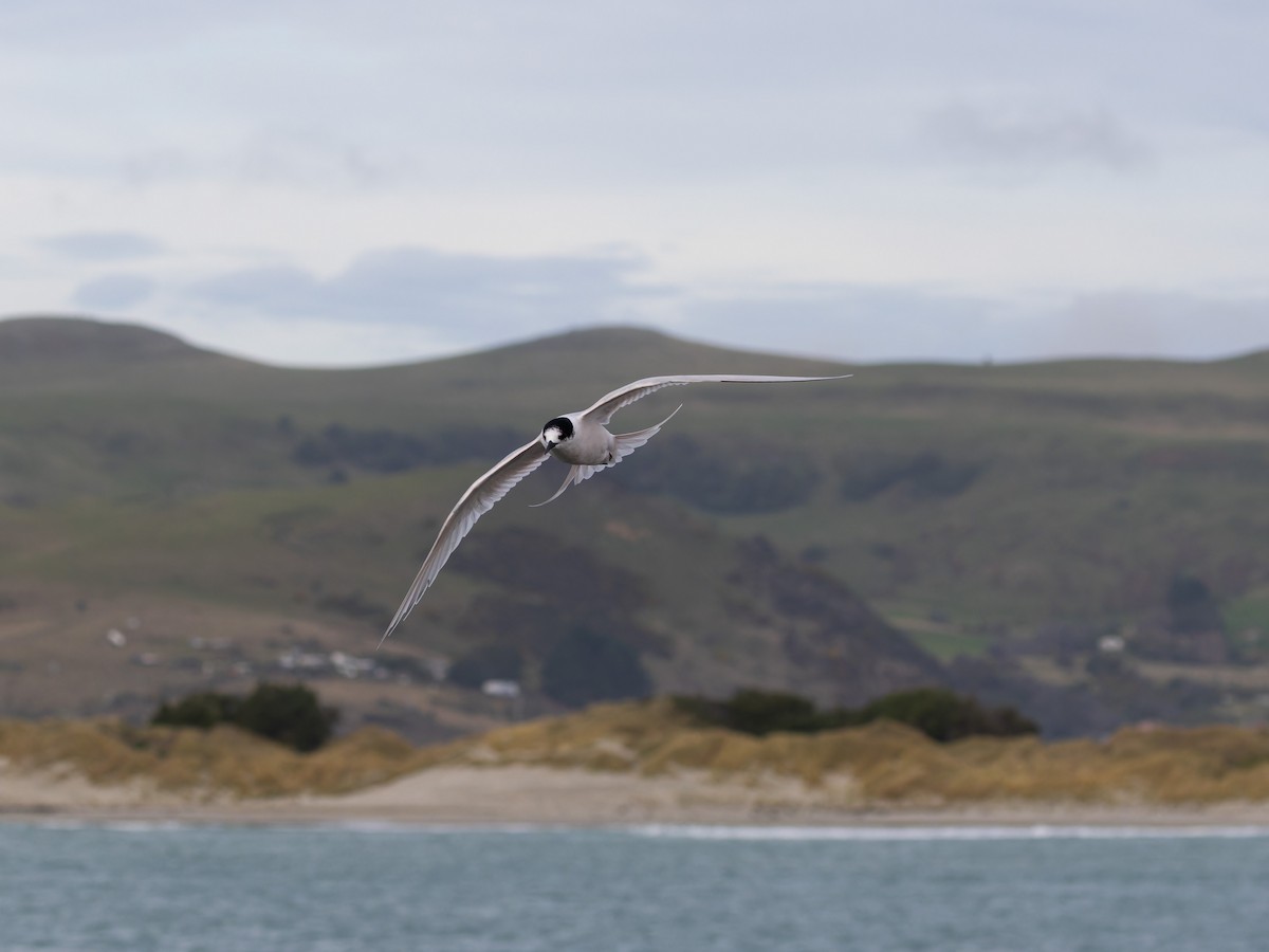 White-fronted Tern - ML621833846