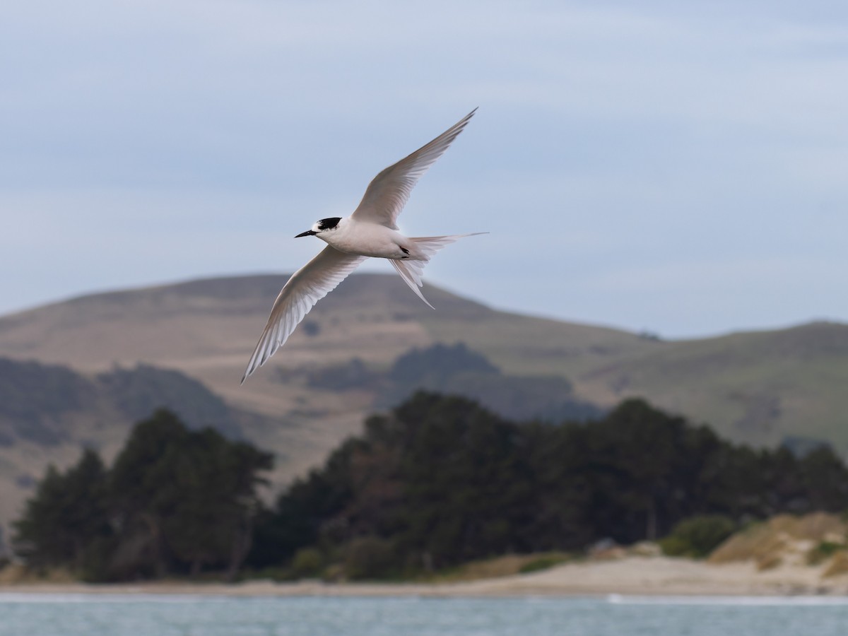 White-fronted Tern - ML621833847