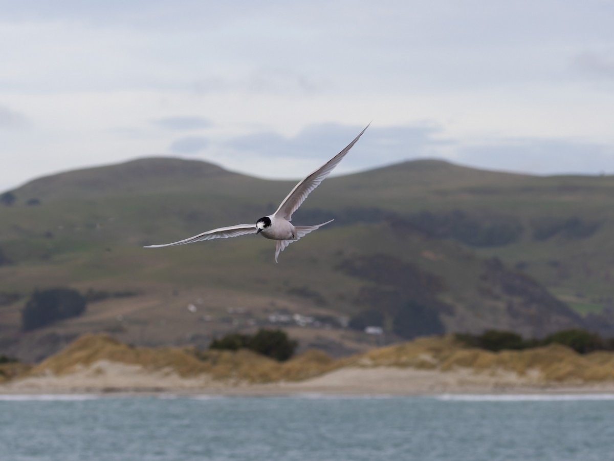 White-fronted Tern - ML621833848
