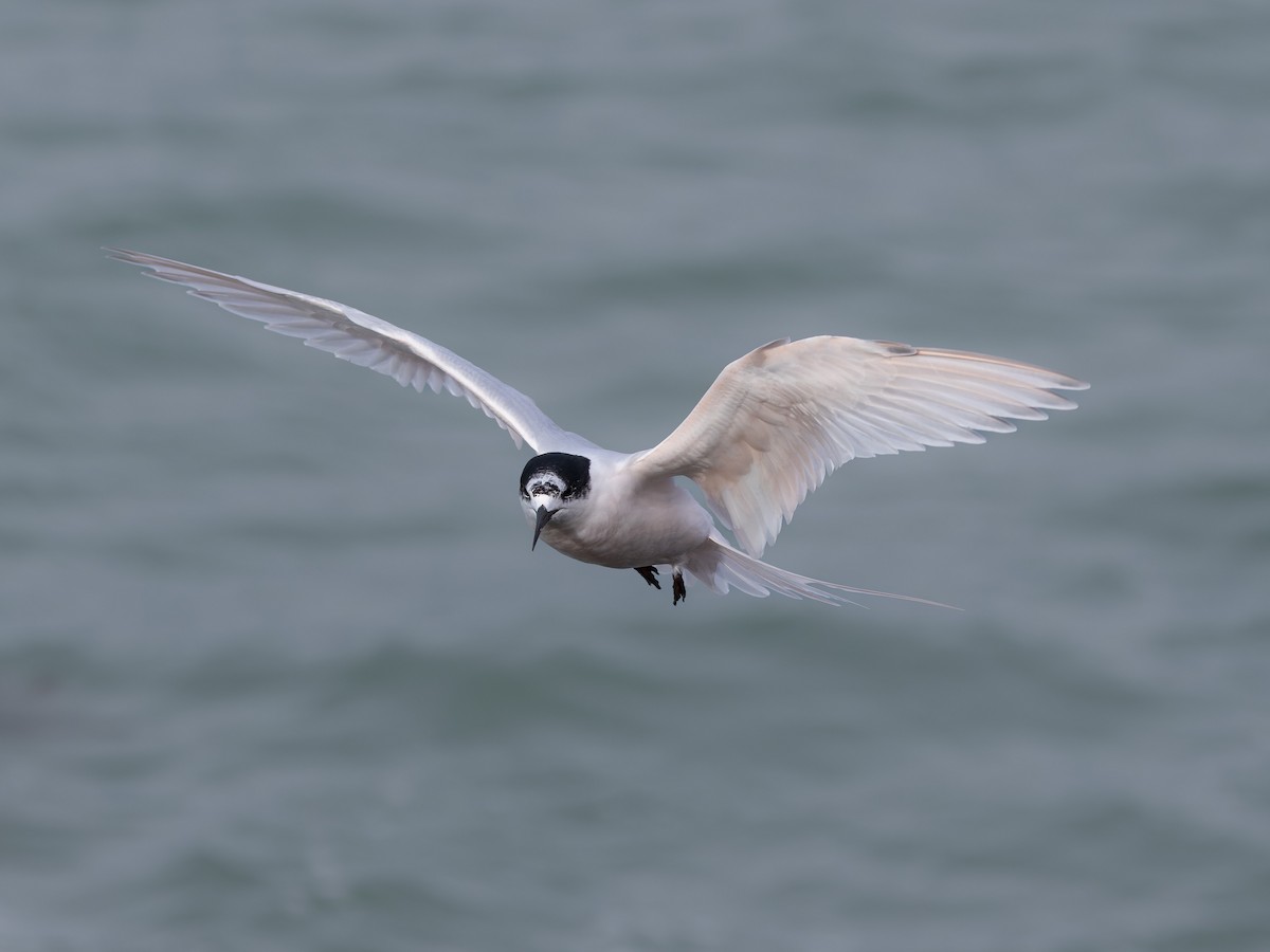 White-fronted Tern - ML621833849