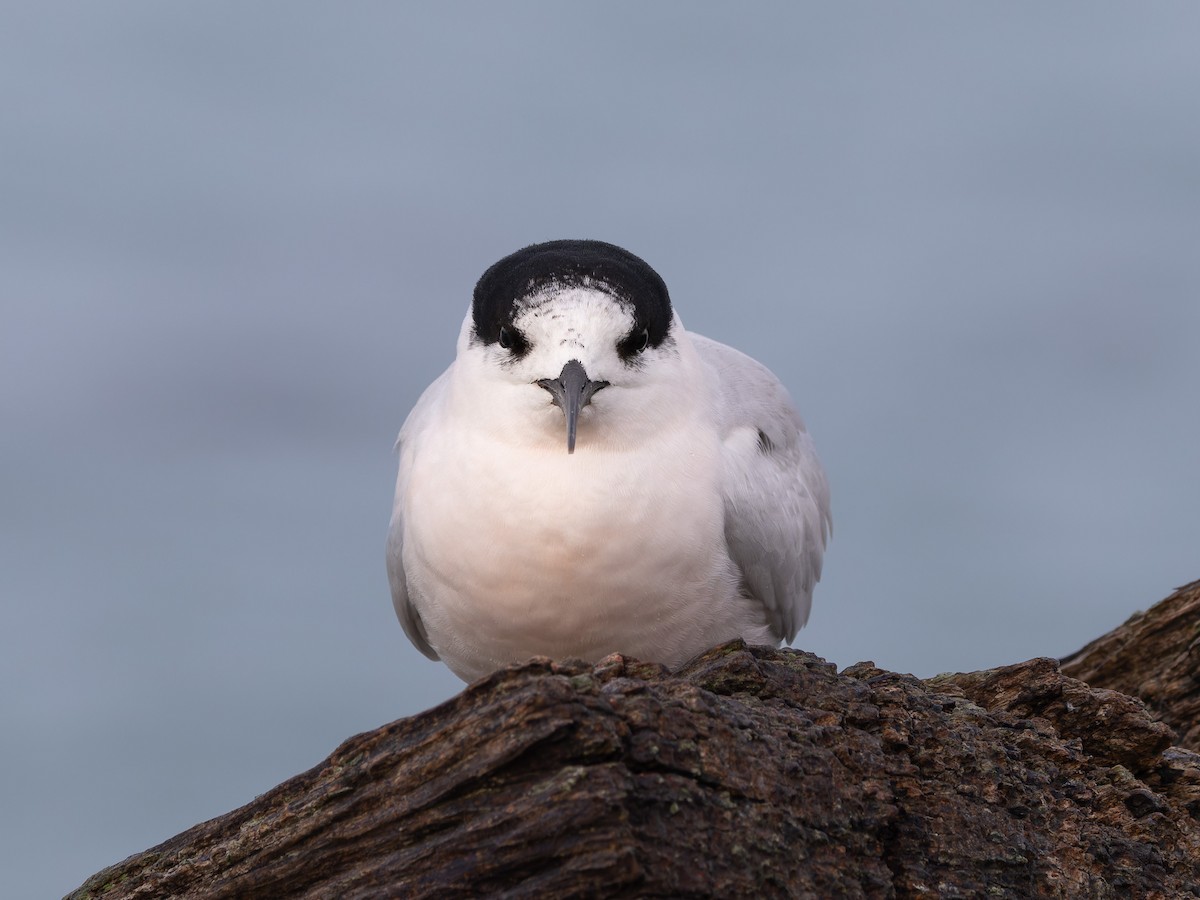 White-fronted Tern - ML621833850
