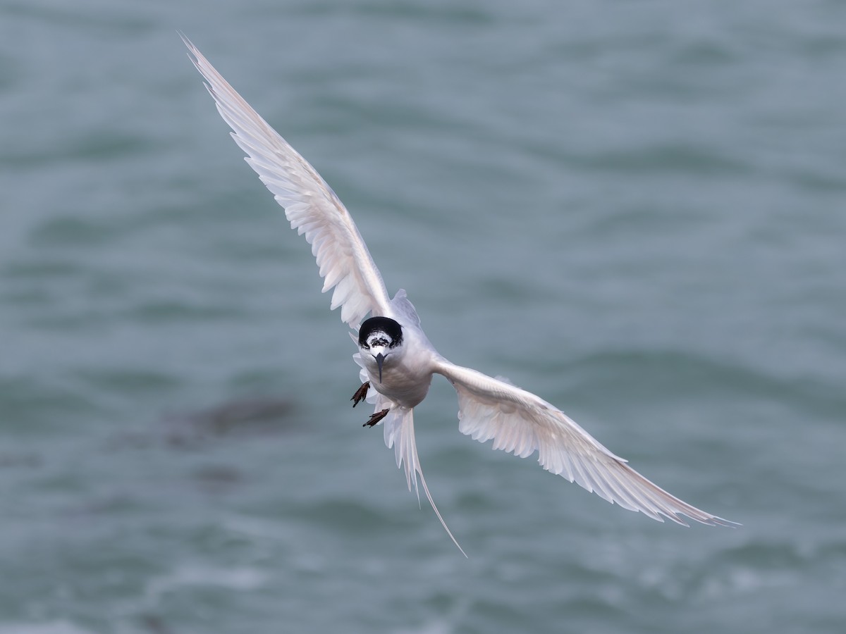 White-fronted Tern - ML621833851