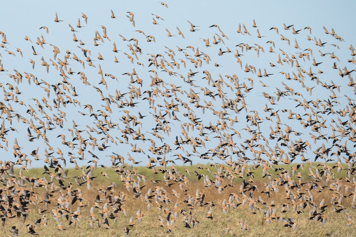 Flock Bronzewing - ML621833886