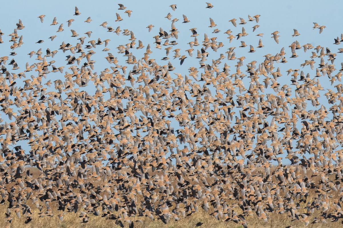 Flock Bronzewing - ML621833887