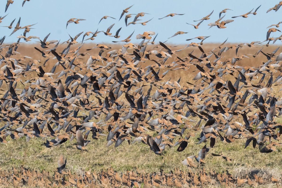 Flock Bronzewing - ML621833888