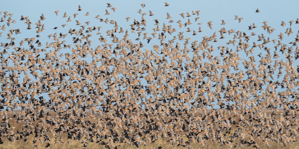Flock Bronzewing - ML621833889