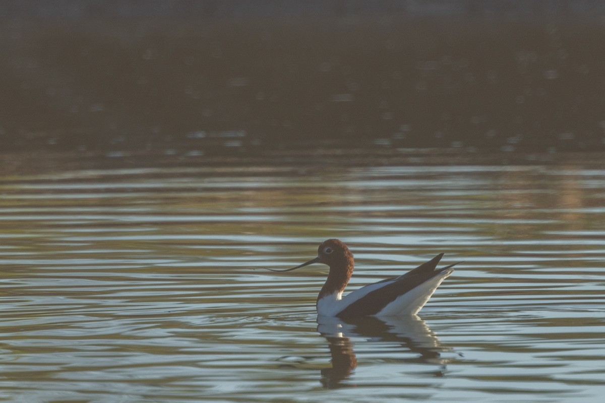 Red-necked Avocet - ML621833934