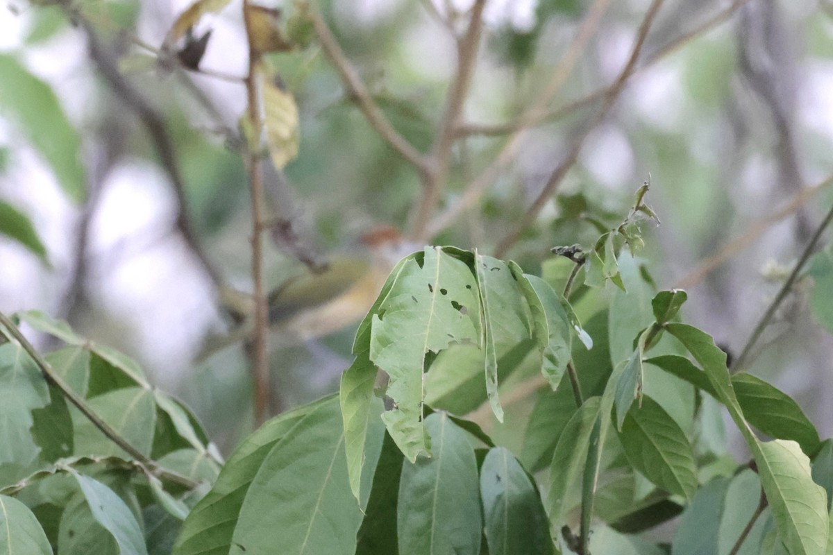 Gray-eyed Greenlet - ML621834056