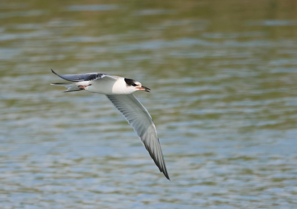 Common Tern - ML621834114