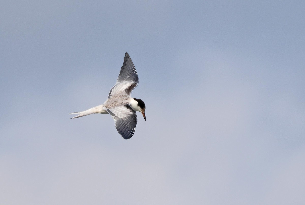 Common Tern - Peter Boesman