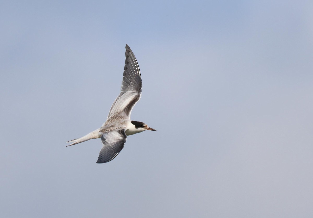 Common Tern - ML621834118