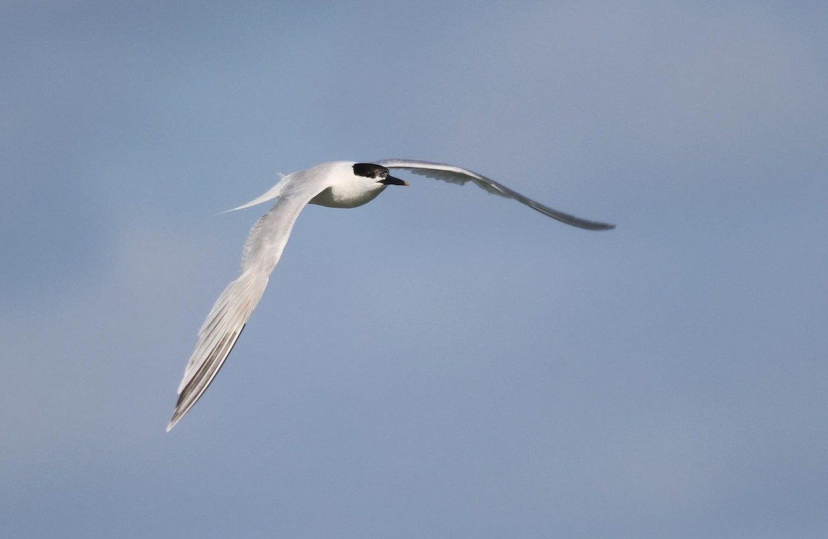 Sandwich Tern - ML621834119