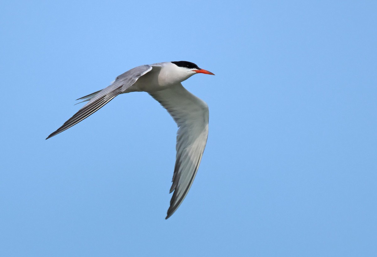 Common Tern - ML621834121