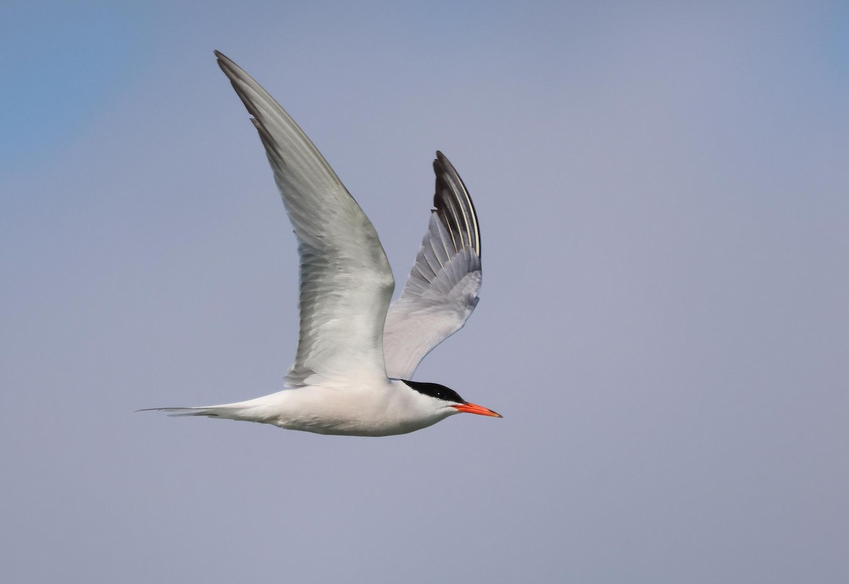 Common Tern - ML621834123