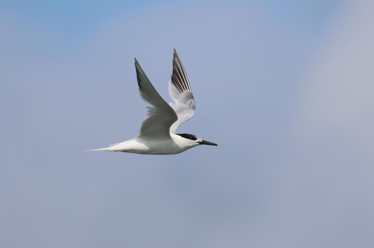 Sandwich Tern - ML621834124