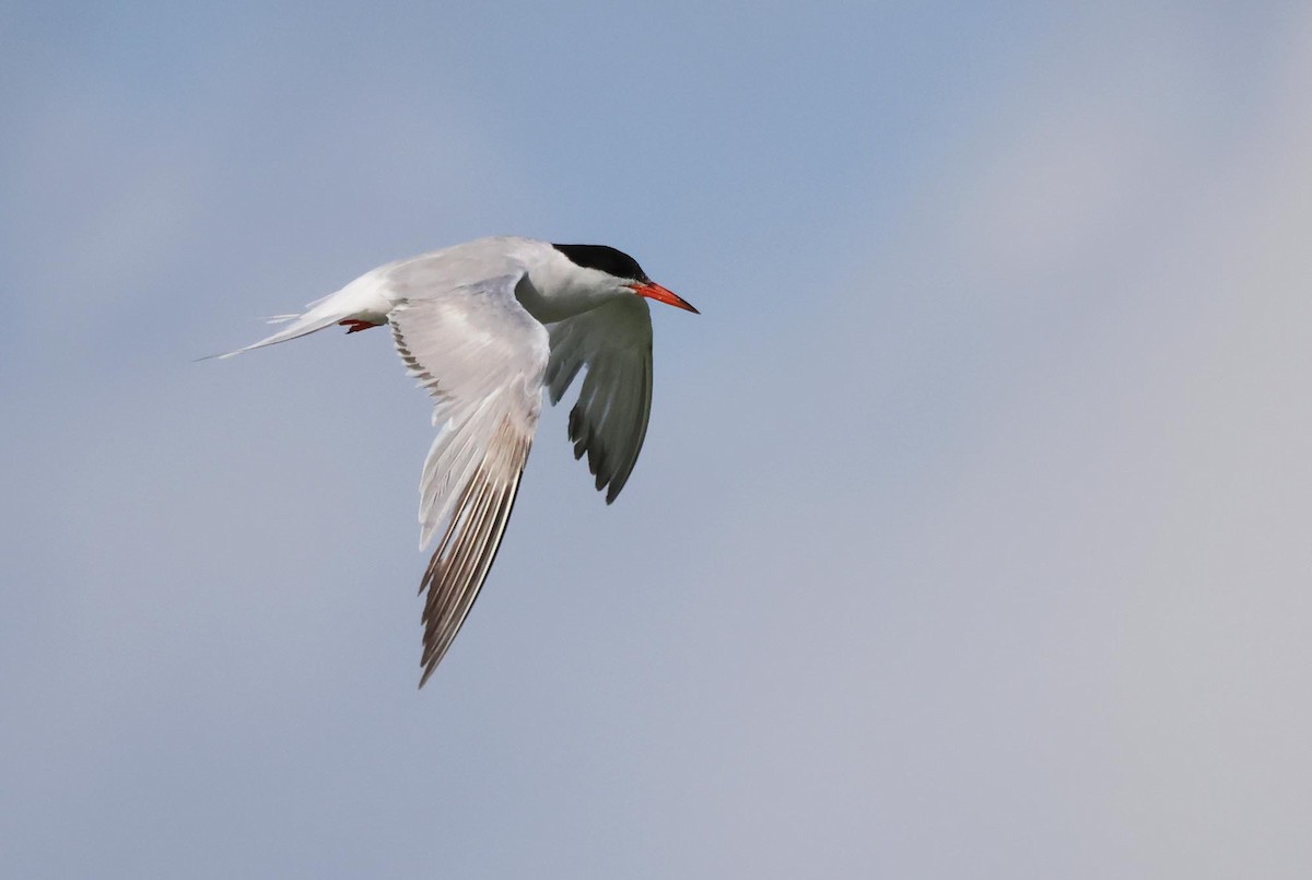 Common Tern - ML621834125