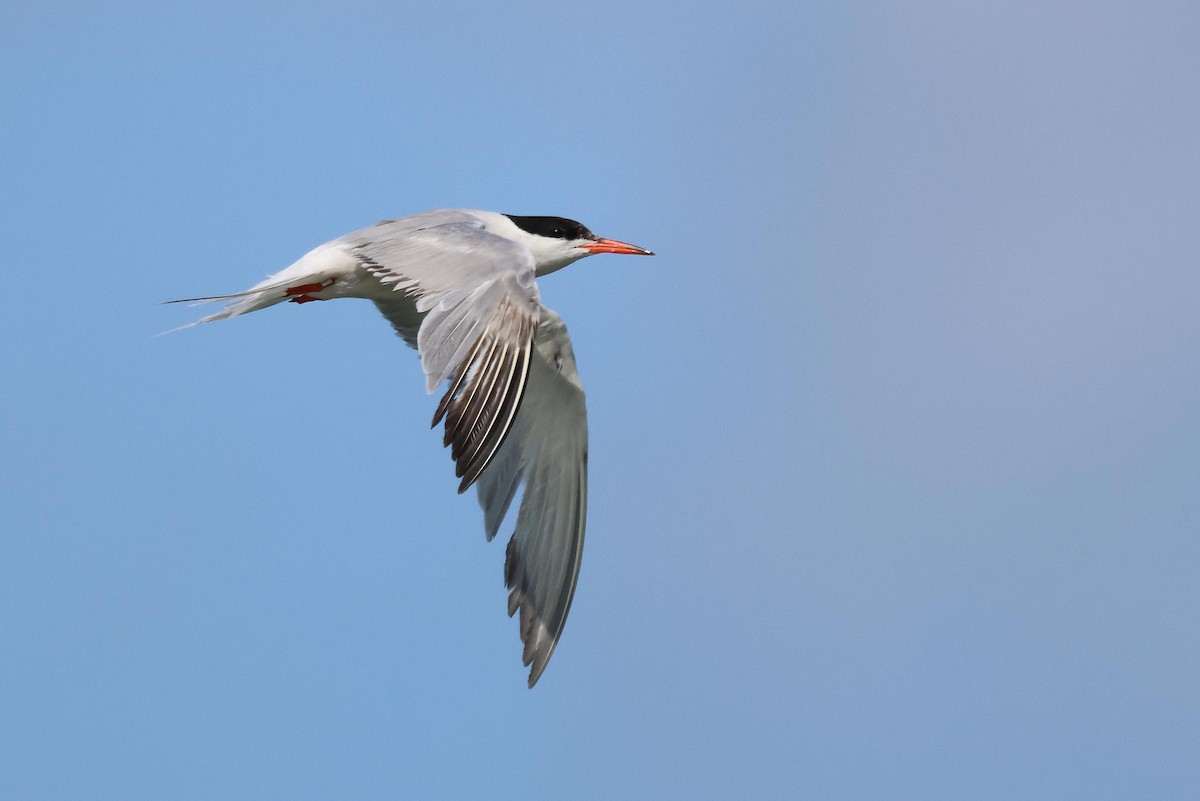 Common Tern - Peter Boesman