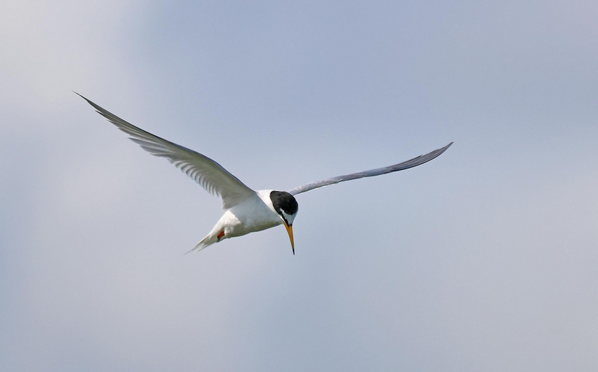 Little Tern - ML621834127