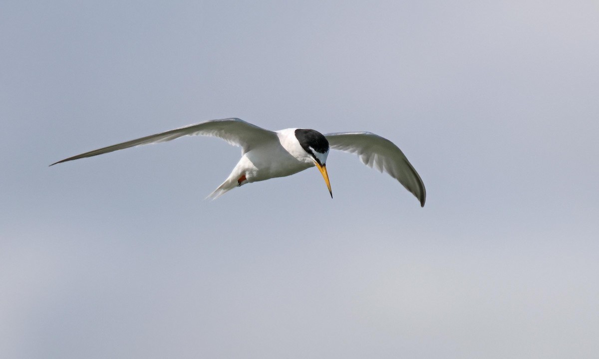 Little Tern - ML621834128